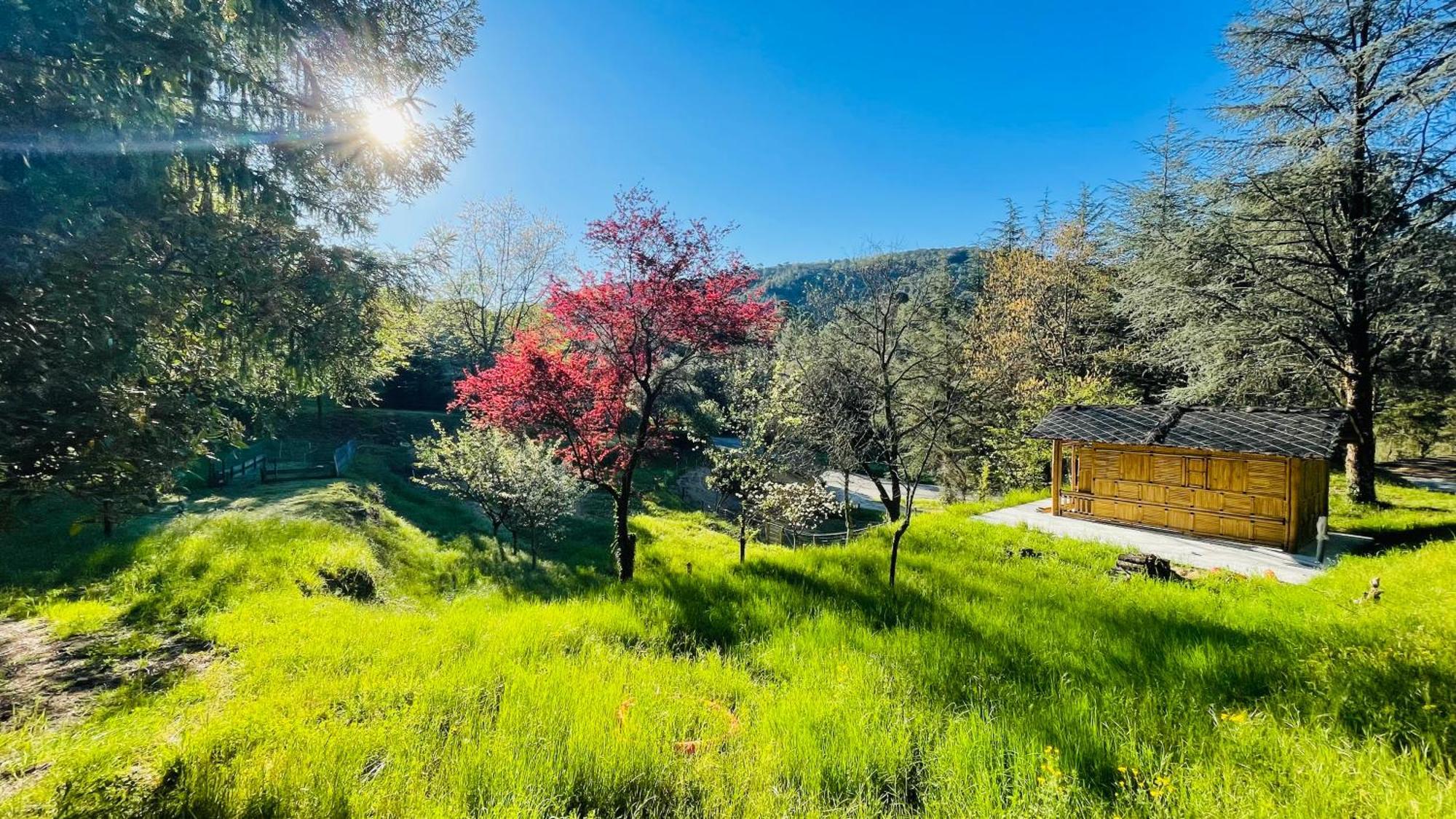 Suite Bambou Bien-Etre A Bali - Le Soleil Des Cevennes サン・ジャン・デュ・ガル エクステリア 写真